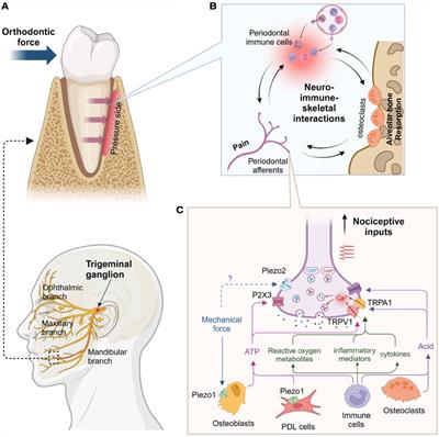 Nociceptor mechanisms underlying pain and bone remodeling via orthodontic forces: toward no pain, big gain